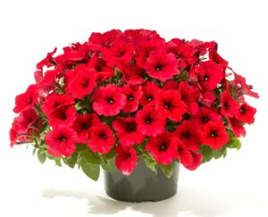 Red Petunia “Fire Chief (35 Seeds) Flower Great in Hanging Baskets,containers.