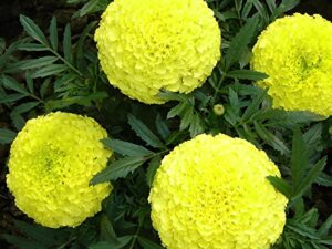 RootNRise African Marigold Seeds, Mixed Colours Red Orange Yellow, French Genda Flower Seeds for Garden, Pack of 100