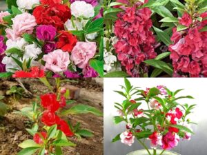 Blossom burst flower seeds mix colour Balsam seeds multi flower blossom burst 70 seeds