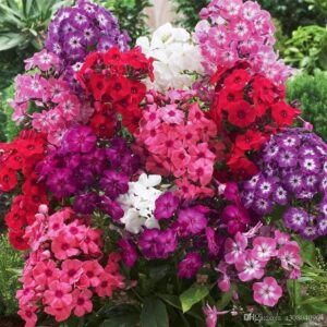 Phlox Mixed Flower Seeds | Phlox Best Germination Flower Seeds | Phlox Hybrid Indoor & Outdoor Flower Seeds For Home & Kitchen, FLORA SEEDS