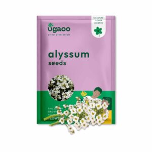 UGAOO Alyssum Flower Seeds (White, Pack of 100)