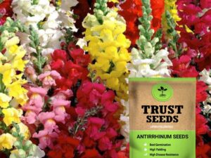 TrustBasket Premium Flower Antirrhinum Seeds (Open pollinated) | Sow and Grow Fresh Healthy Seed in Your Garden Perfect for Home & Terrace Gardening High Germination Seeds