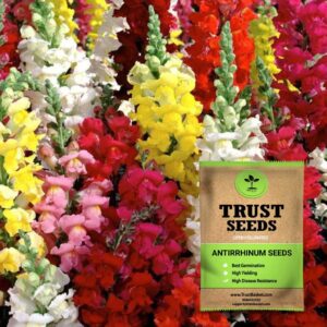TrustBasket Premium Flower Antirrhinum Seeds (Open pollinated) | Sow and Grow Fresh Healthy Seed in Your Garden Perfect for Home & Terrace Gardening High Germination Seeds