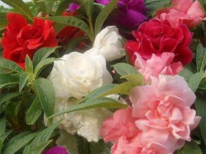 Bhajanlal Greenery Mixed Balsam Flower Seeds – High Yield | Decorative Garden Flowers | Beginner Friendly Pack of 1 (100+Seeds)