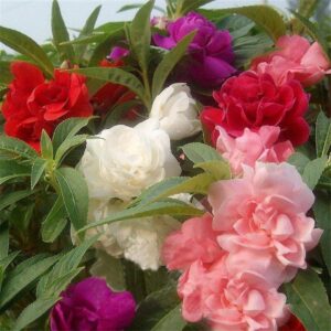 Bhajanlal Greenery Mixed Balsam Flower Seeds – High Yield | Decorative Garden Flowers | Beginner Friendly Pack of 1 (100+Seeds)