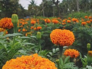 African Marigold Seeds, Giant Orange Double Flower Variety, Garden Growing Collection(100 seeds)