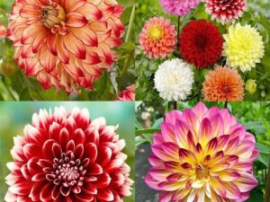 Dahlia flower seed mix Dahlia seeds all colours mixed big hybrid flower seeds pack of 30