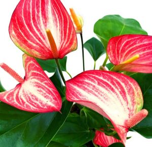 The Four Seasons Anthurium Livium | Candy Cane | Flamingo Flower | Miniature Variety | Rare Natural Live Plant in Pot