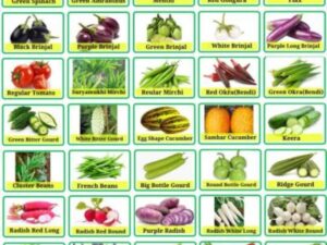 Morbih 35 Variety of Vegetable Seeds Combo Pack Seed (35 per packet)