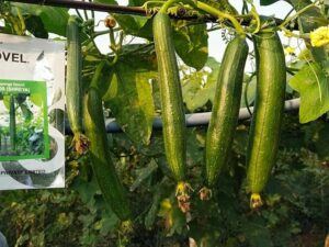 NOVEL Sponge Gourd Seeds NSGH-909 (Shreya) 10 gm Pouch