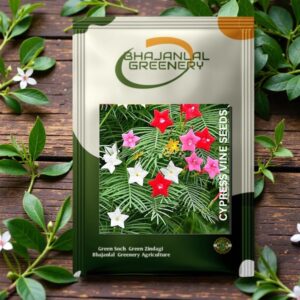 Bhajanlal Greenery Garden Care : Cypress Vine Seeds Grown Creeper Plant Upto 20 Feet Pack Of 50 Seeds