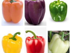 High Yield Capsicum Mix Seeds For Garden-(100 Seeds)