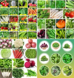 Winter vegetable seeds combos beez Exotic Hybrid vegetable seeds Mix organic vegetable seeds 100
