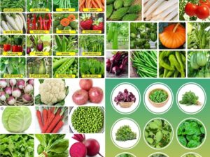 Winter vegetable seeds combos beez Exotic Hybrid vegetable seeds Mix organic vegetable seeds 100