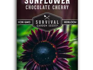 50+ SEEDS- Chocolate Cherry Sunflower Seed for Planting – Non-GMO Heirloom Variety