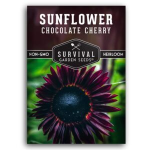 50+ SEEDS- Chocolate Cherry Sunflower Seed for Planting – Non-GMO Heirloom Variety