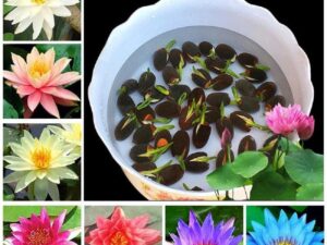 Rainbow Lotus Flower Seeds, Mixed Colours Pack of 20, Japanese Water Lily Seeds for Home Garden (Home, 20, count)