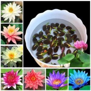 Rainbow Lotus Flower Seeds, Mixed Colours Pack of 20, Japanese Water Lily Seeds for Home Garden (Home, 20, count)