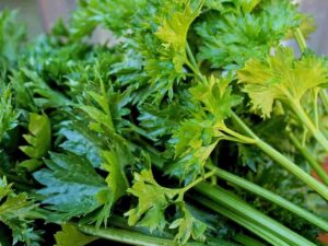Celery Seeds Hybrids F1 Vegetable Seeds for Home Garden for Planting for All Season (50 seeds) By Zabbus