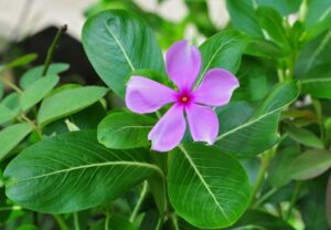 Vinca flower seeds all colours (60 fresh seeds)