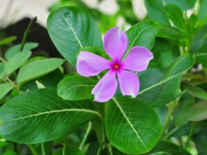 Vinca flower seeds all colours (60 fresh seeds)