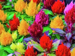 Celosia Flower Seeds, Exotic Vibrant Blooms, All Season Growing, Garden and Pot Planting (Pack Of 160+ Seeds)