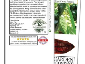 (BIO) Poblano Ancho Chilli Pepper Seeds for Terrace Gardening-300 Seeds