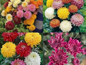 Sevanti flower seeds beez Shevanti mixed all color chrysanthemum hybrid guldaudi seeds pack of 30