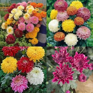 Sevanti flower seeds beez Shevanti mixed all color chrysanthemum hybrid guldaudi seeds pack of 30