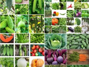 f1 hybrid vegetable seeds beez Exotic Hybrid vegetable seeds Mix organic vegetable seeds 50