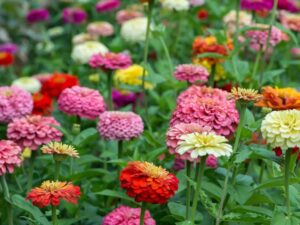 Hybrid Zinnia Flowers Mixed Colour Seeds For Your Garden, (Pack of 100 Seeds)