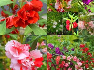 Blossom burst flower seeds Balsam seeds multi flower blossom burst 20 seeds