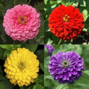 Gardening Zone 4-Color Zinnia Dahlia Seeds Combo – Purple, Pink, Yellow, Red | 80 High-Germination Seeds for Home Garden | Flower Seeds for Indoor & Outdoor Gardening