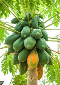 Taiwan red lady 786 f1 papaya seeds original (1000 seeds)