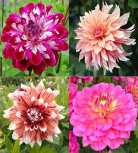 Daliya flower seed beez Dahlia seed all colours mixed big hybrid flower seeds pack of 20