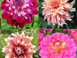 Daliya flower seed beez Dahlia seed all colours mixed big hybrid flower seeds pack of 20