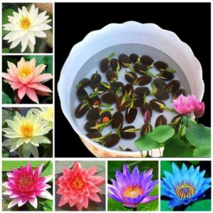 Amulya FARMS & NURSERY All Season Lotus Flower Hybrid Japanese Seeds for planting | Pack of 25 | 100% IMPORTED | 95% Germination Rate | Dwarf Rainbow Lotus | Kamal Gatta Beej | Exotic Variety