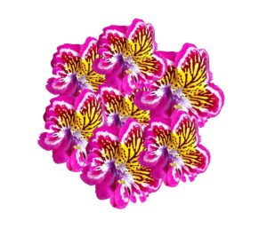 Nema Dwarf Butterfly Flower Seeds-Pink And Yellow-40PCS
