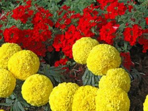 LIVE GREEN Flower Seeds | Marigold Inca yellow | Dwarf Variety | F1 Hybrid | Flower Seeds | For Home Garden & Farming | Pack of 1000 Seeds
