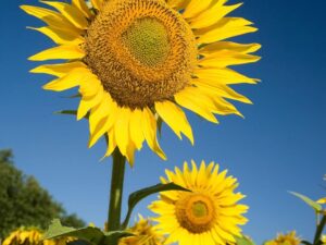 Sunflower Seeds for Home Garden – High Germination, Large Blooms, Fast Growing Flower Seeds | 90 per pack