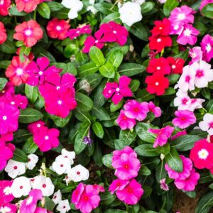 Flower Seeds | Vinca/Sadabahar Mixed Color Flower | F1 Hybrid | Seeds For Home Garden Pack of 50 Seeds