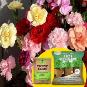 TrustBasket Premium Carnation Mixed OP/Desi Seeds with Germination Potting Soil Mix | Sow and Grow Fresh Healthy Seed in Your Garden Perfect for Home & Terrace Gardening