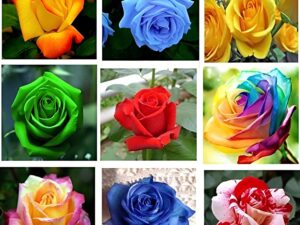 Multicolor Rose Seeds, 60 Plant Seeds (Red, Blue, Purple, Black, Green, Rainbow 10 Seeds Each)