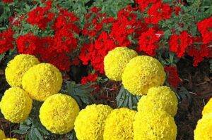 NooElec Seeds India Flower Seeds | Marigold Inca yellow | Dwarf Variety | F1 Hybrid | Flower Seeds | For Home Garden & Farming | Pack of 1000 Seeds