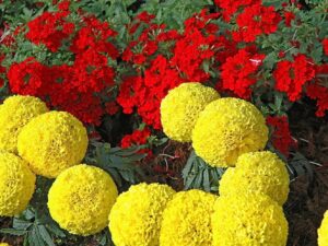 NooElec Seeds India Flower Seeds | Marigold Inca yellow | Dwarf Variety | F1 Hybrid | Flower Seeds | For Home Garden & Farming | Pack of 1000 Seeds