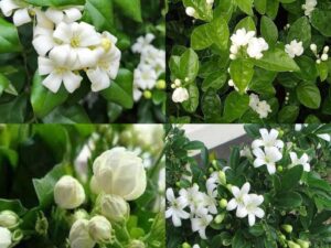 Mogra seed Night blooming jasmine seeds pack of 35