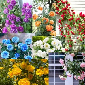 220+ SEEDS- Hybrid Climbing Rose Flower Mix Seeds, Year-Round Blooms