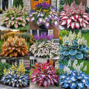 Imported Hosta Flower seeds for Home and Kitchen Gardening, Pack of 50 seeds (MULTICOLOR)
