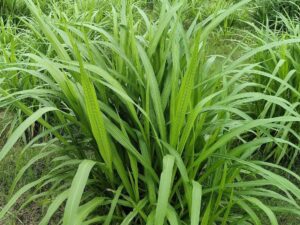 Malai Makhan Grass Seeds Hybrid Variety for Cattle Goat Feed Suitable for All Soil Types Rich Nutrient Animal Fodder Grass Pack of 100g