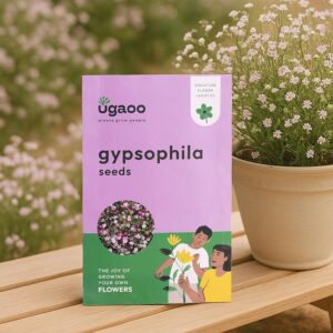 UGAOO Gypsophila Flower Seeds (Multicolour, Pack of 200)